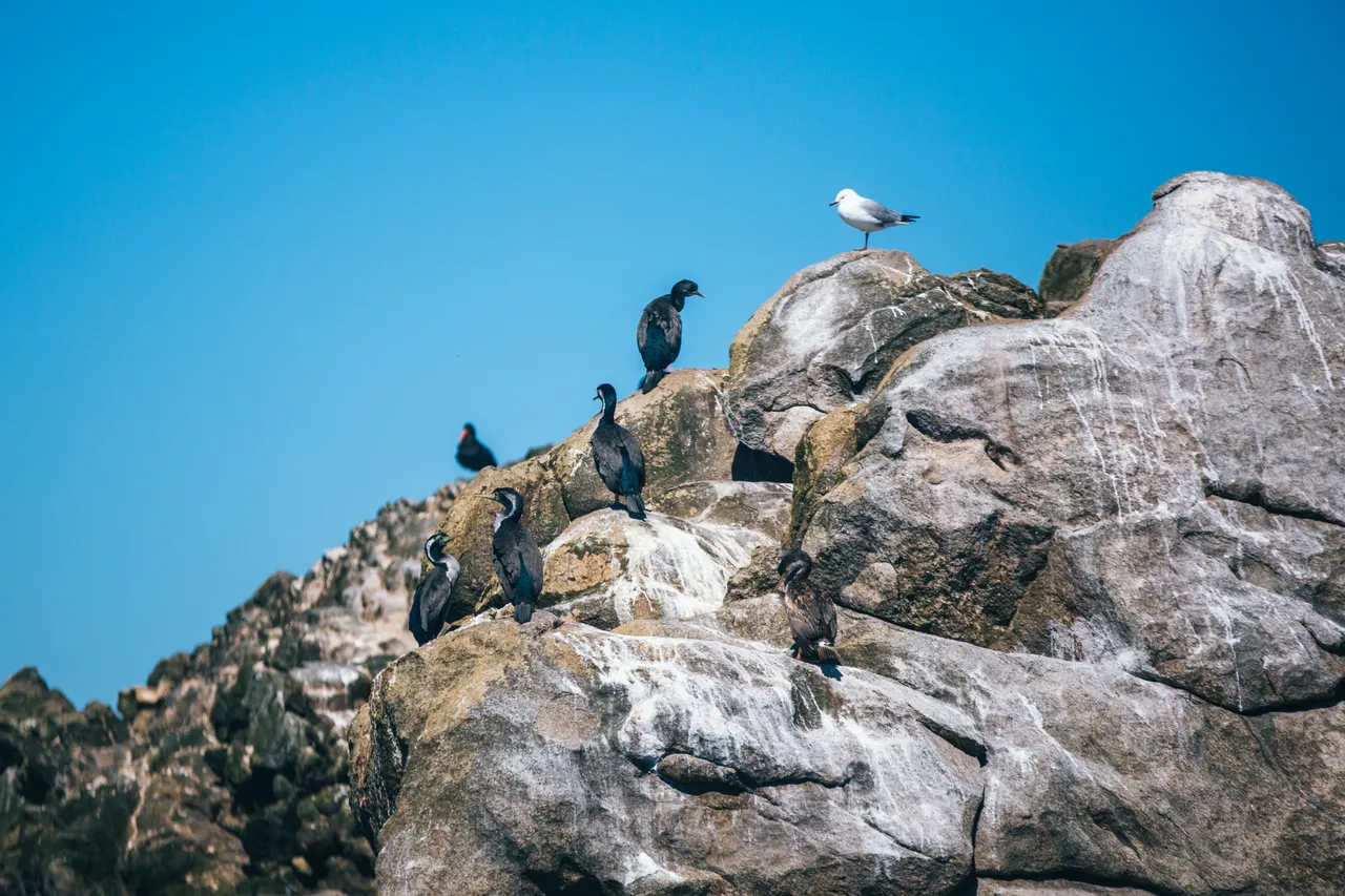 Stewart Island - Southland, New Zealand - Credit Liz Carlson (52)