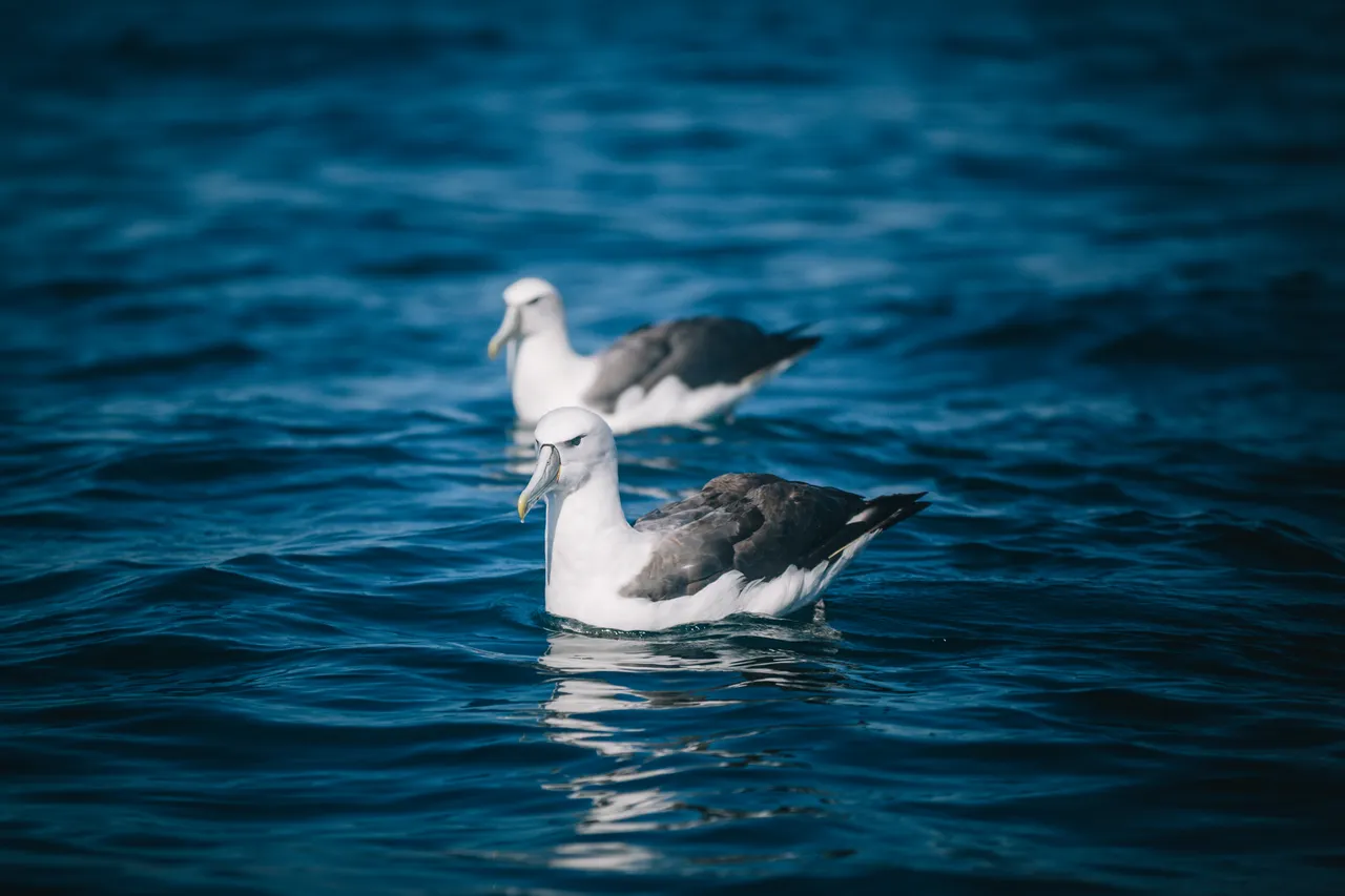 Stewart Island - Southland, New Zealand - Credit Liz Carlson (37)