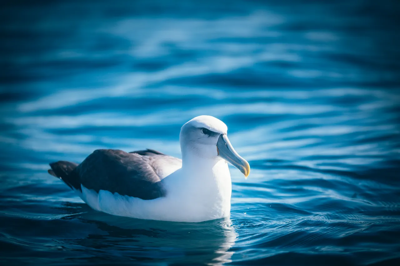 Stewart Island - Southland, New Zealand - Credit Liz Carlson (43)