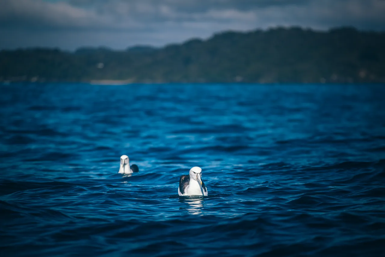 Stewart Island - Southland, New Zealand - Credit Liz Carlson (36)