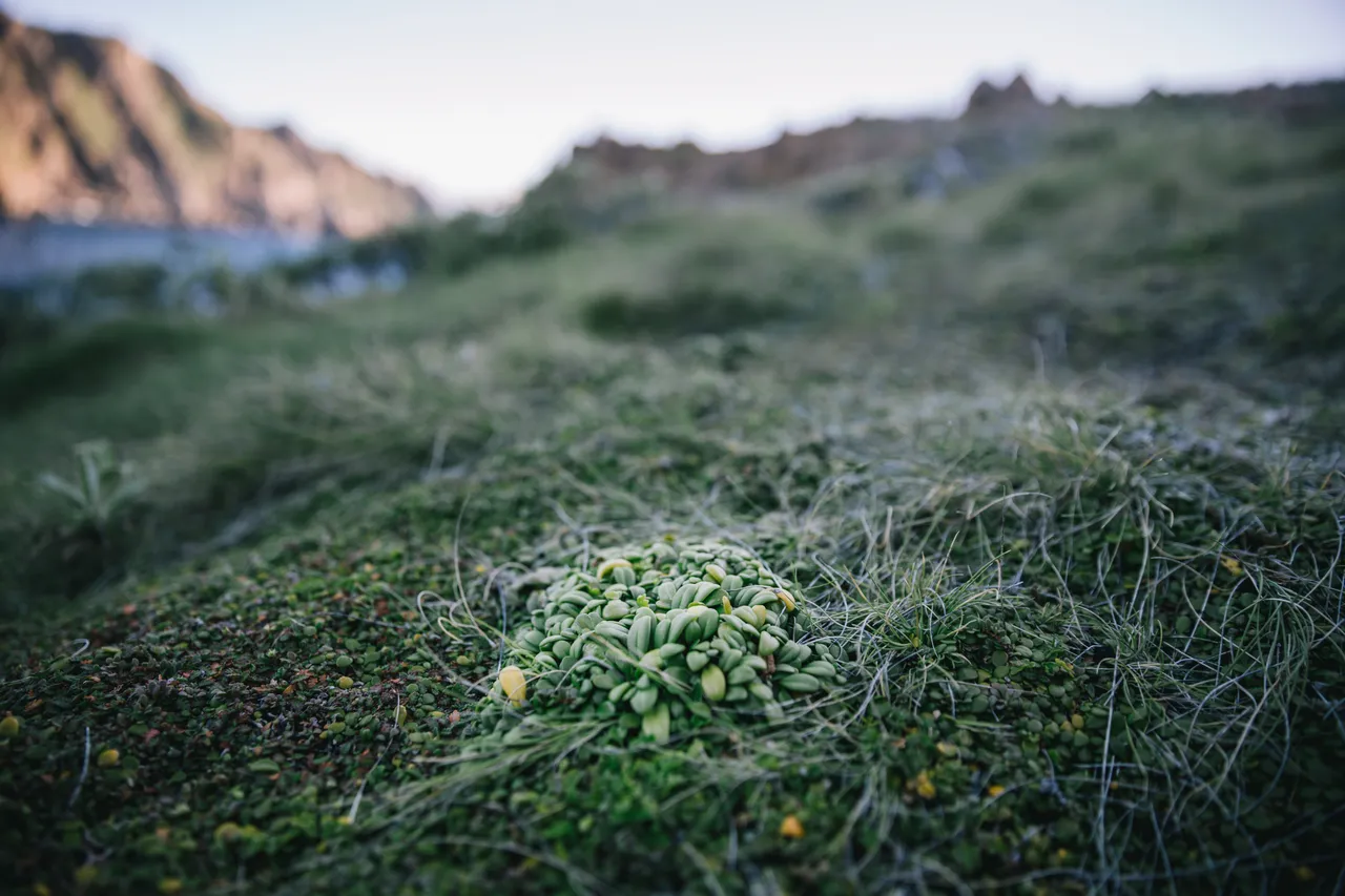 Stewart Island - Southland, New Zealand - Credit Liz Carlson (24)