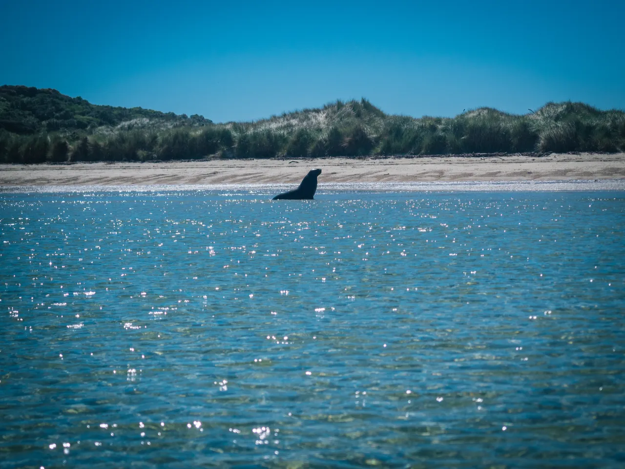 Stewart Island - Southland, New Zealand - Credit Liz Carlson (108)