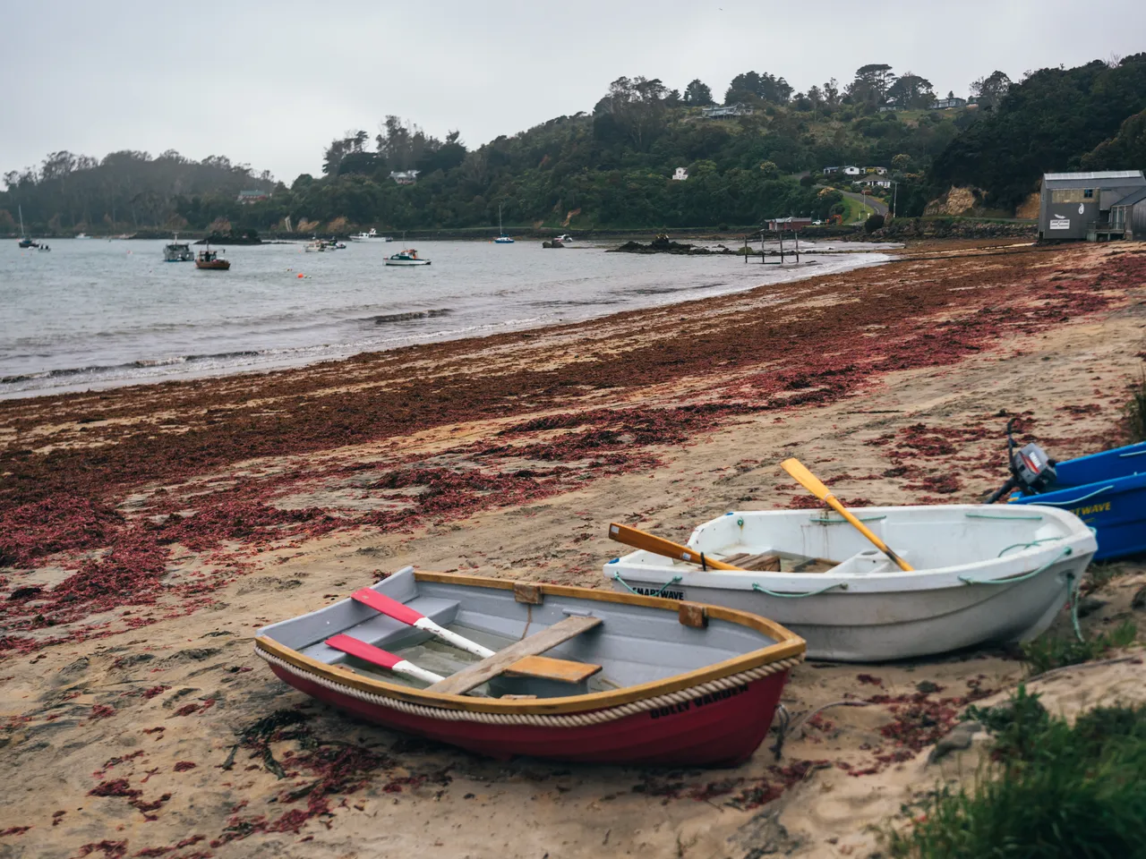 Stewart Island - Southland, New Zealand - Credit Liz Carlson (86)