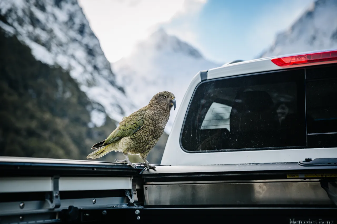 Milford Road - Southland, New Zealand - Credit Liz Carlson (13)