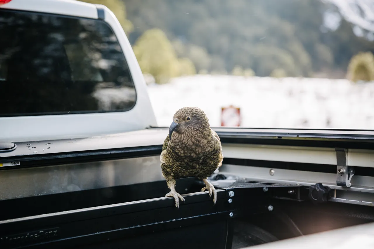 Milford Road - Southland, New Zealand - Credit Liz Carlson (9)