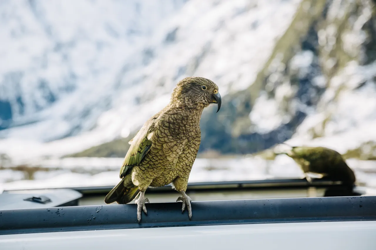 Milford Road - Southland, New Zealand - Credit Liz Carlson (8)