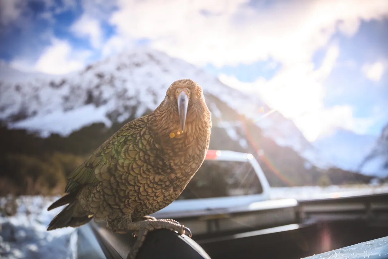 Milford Road - Southland, New Zealand - Credit Liz Carlson (10)