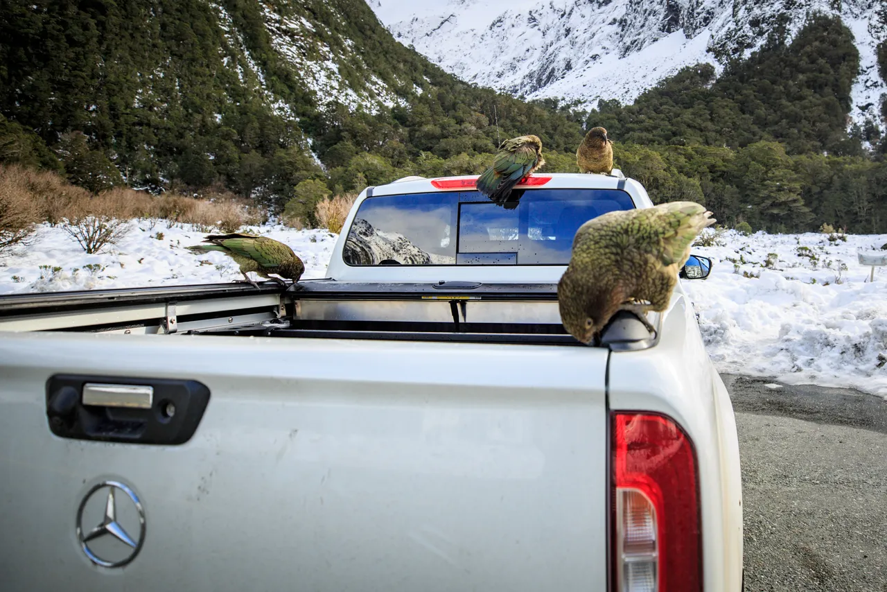 Milford Road - Southland, New Zealand - Credit Liz Carlson (7)