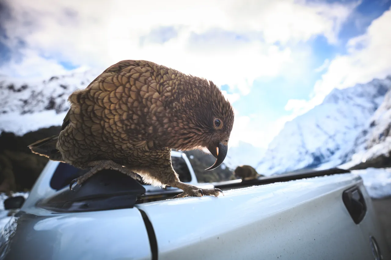 Milford Road - Southland, New Zealand - Credit Liz Carlson (5)