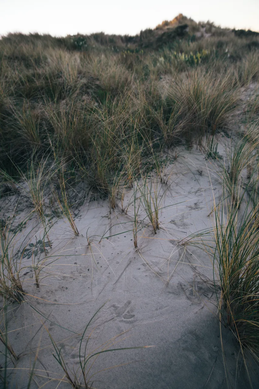 Stewart Island - Southland, New Zealand - Credit Liz Carlson (71)
