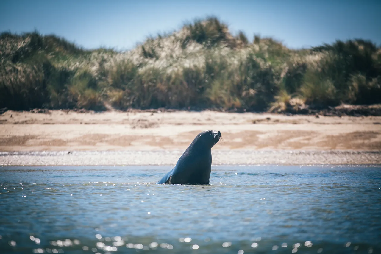 Stewart Island - Southland, New Zealand - Credit Liz Carlson (56)