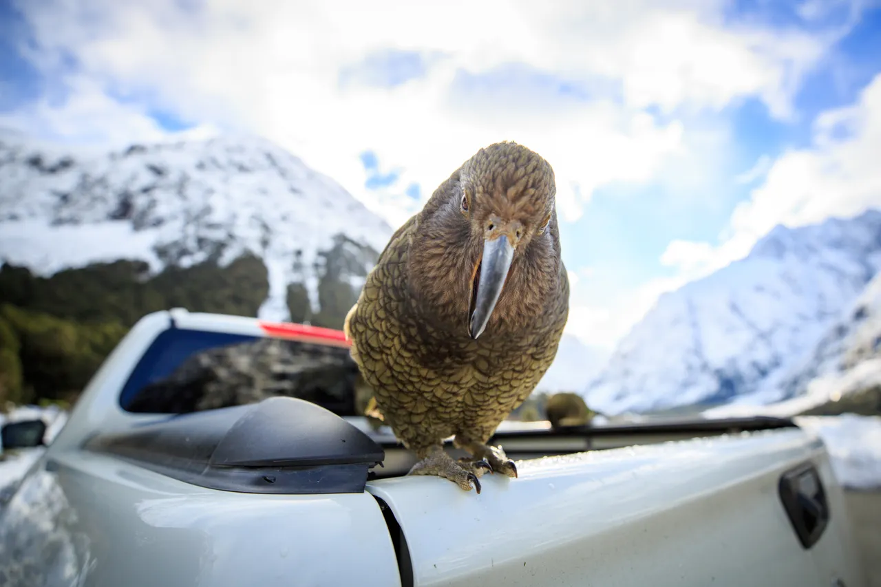 Milford Road - Southland, New Zealand - Credit Liz Carlson (4)