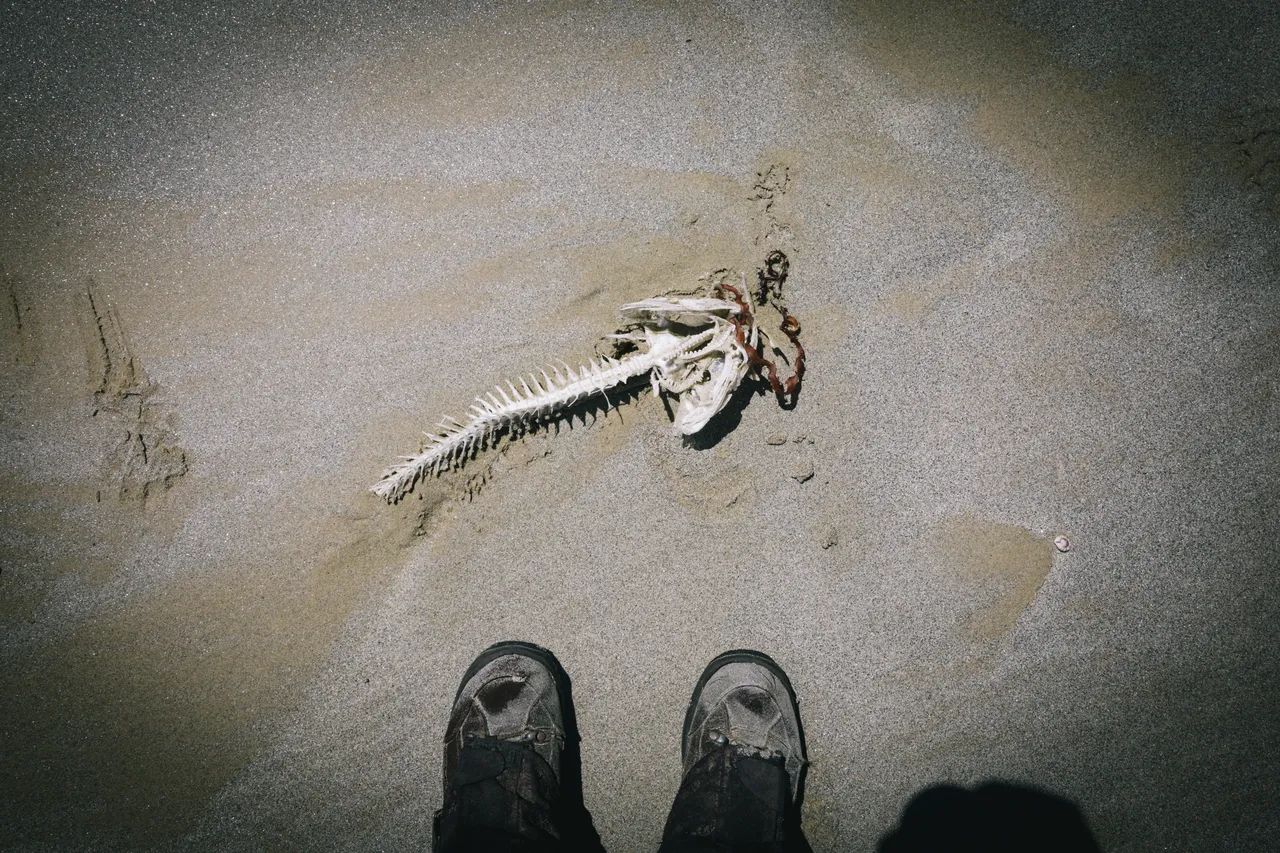 Stewart Island - Southland, New Zealand - Credit Liz Carlson (8)