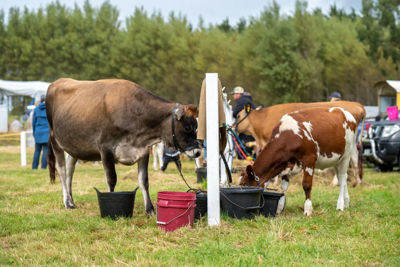 Southland A&P Show - Southland, New Zealand - Credit Great South (23)
