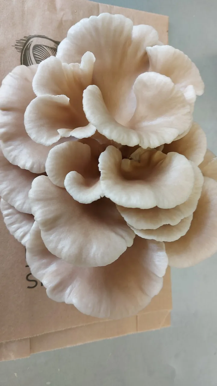 Maharakeke Mushrooms - Southland, New Zealand - Credit Maharakeke Mushrooms (2)