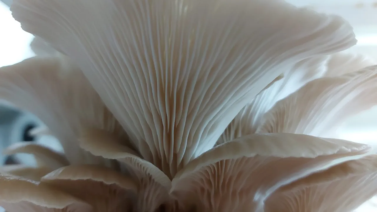Maharakeke Mushrooms - Southland, New Zealand - Credit Maharakeke Mushrooms (1)