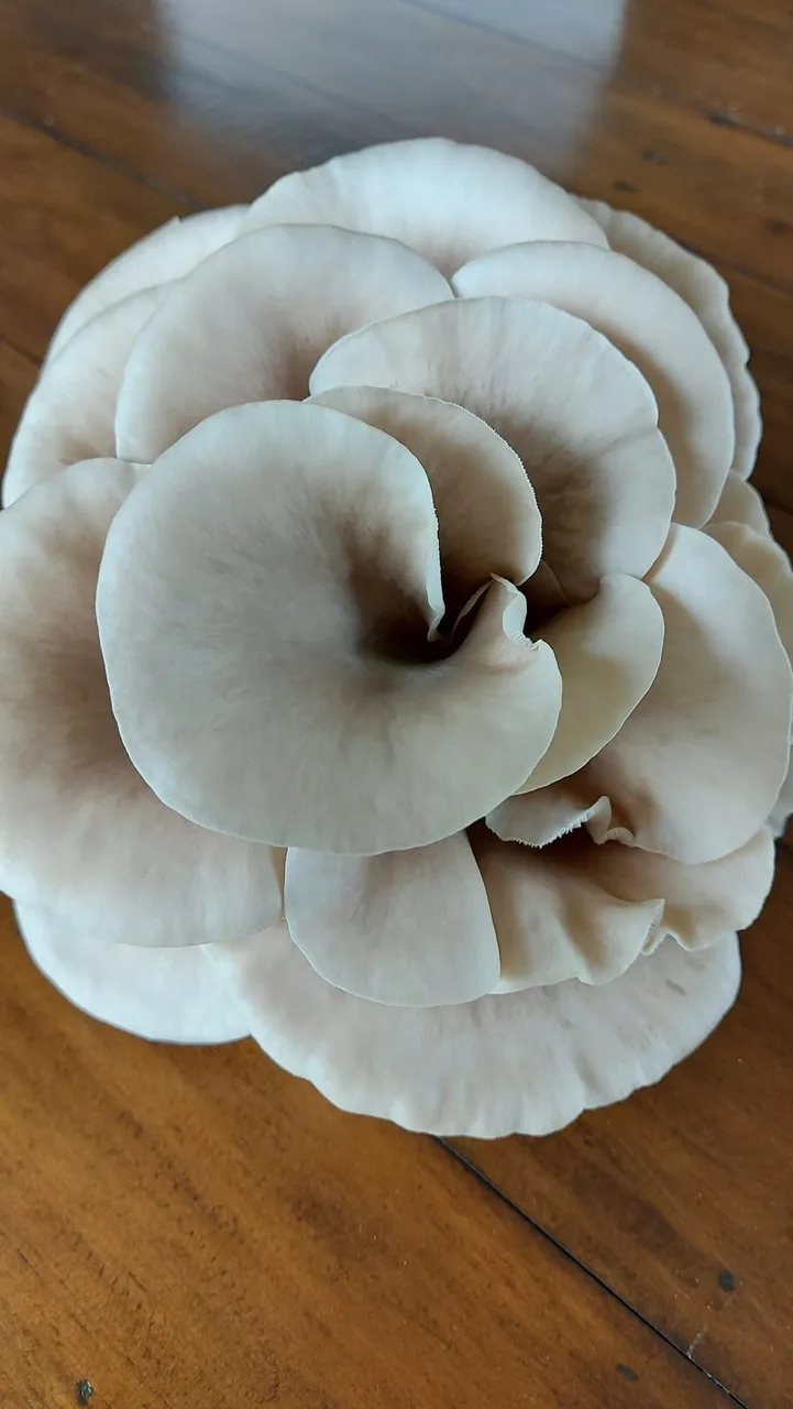 Maharakeke Mushrooms - Southland, New Zealand - Credit Maharakeke Mushrooms (3)