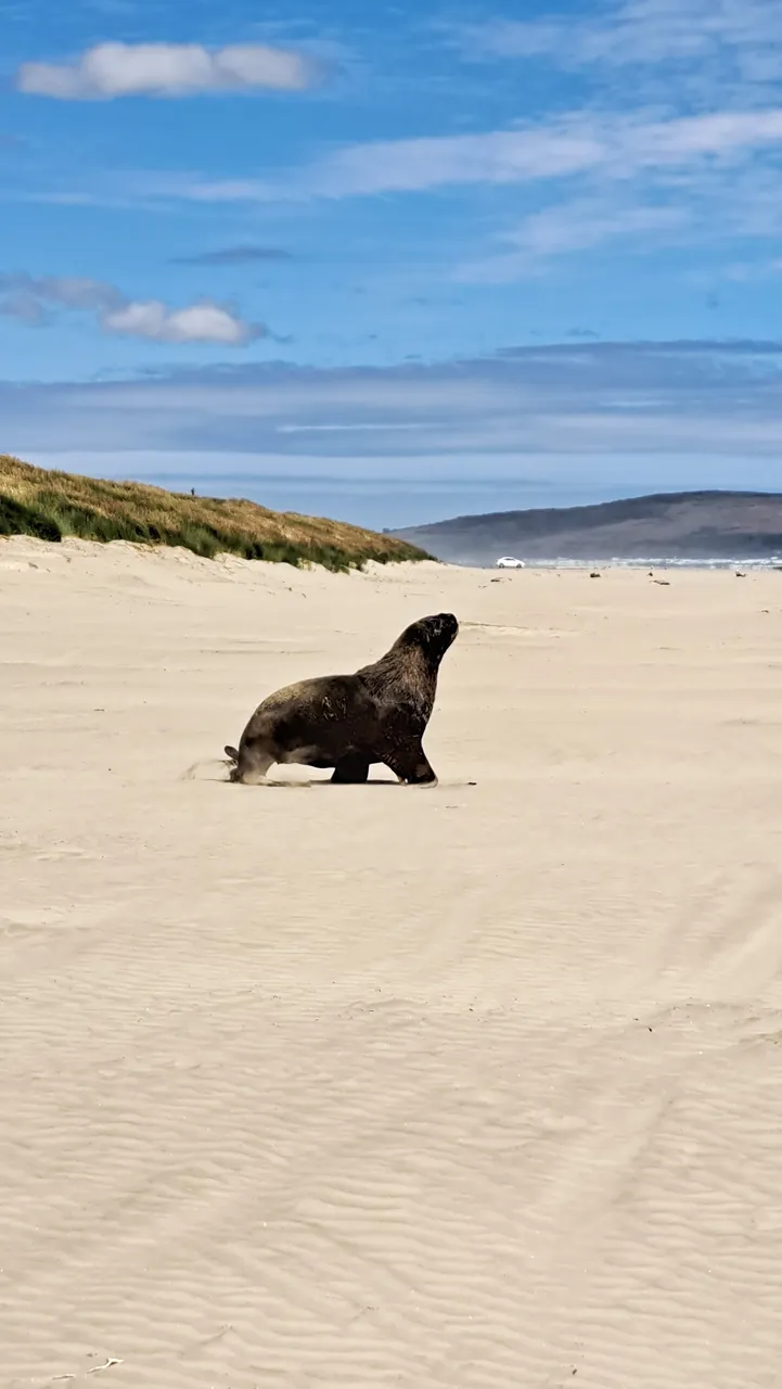 Oreti Beach - Southland, New Zealand - Credit Great South (1)