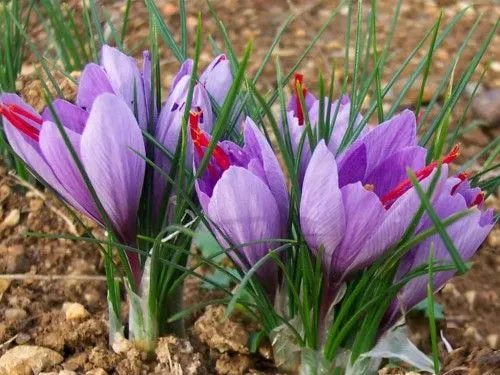 Kiwi Saffron - Southland, New Zealand - Credit Kiwi Saffron (3)