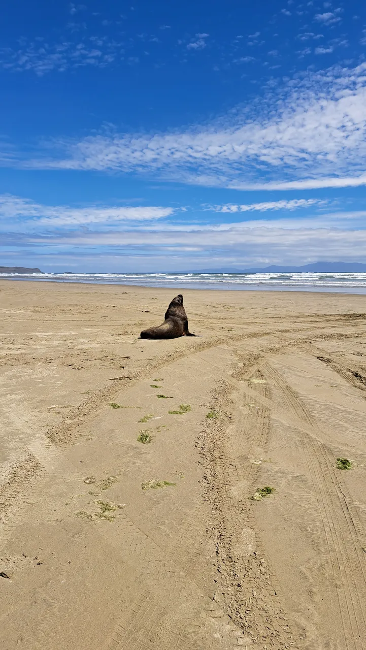 Oreti Beach - Southland, New Zealand - Credit Great South (3)