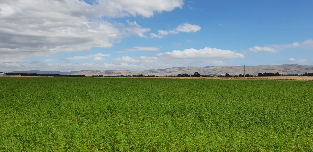 Hopefield Hemp - Southland, New Zealand - Credit Hopefield Hemp (1)