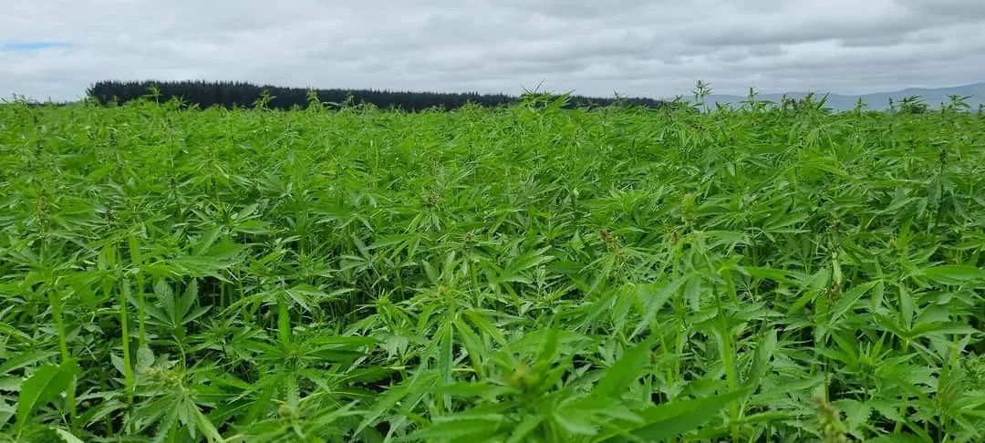 Hopefield Hemp - Southland, New Zealand - Credit Hopefield Hemp (2)