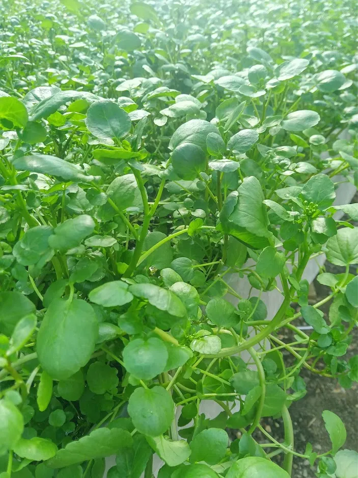 Greenyard Veges - Southland, New Zealand - Credit Greenyard Veges (2)