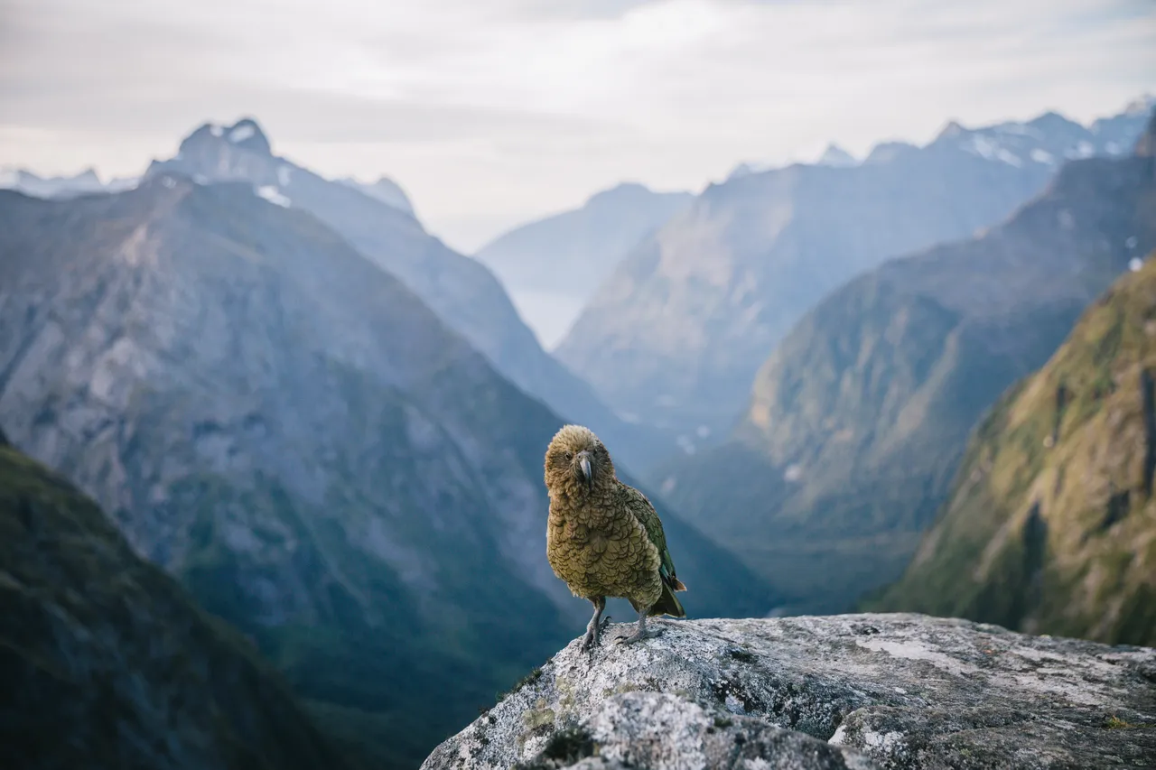 Gertrude Saddle - Southland, New Zealand - Credit Liz Carlson (11)