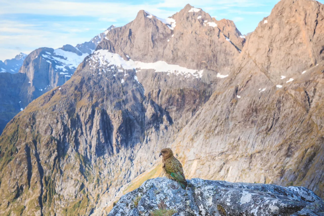 Gertrude Saddle - Southland, New Zealand - Credit Liz Carlson (6)