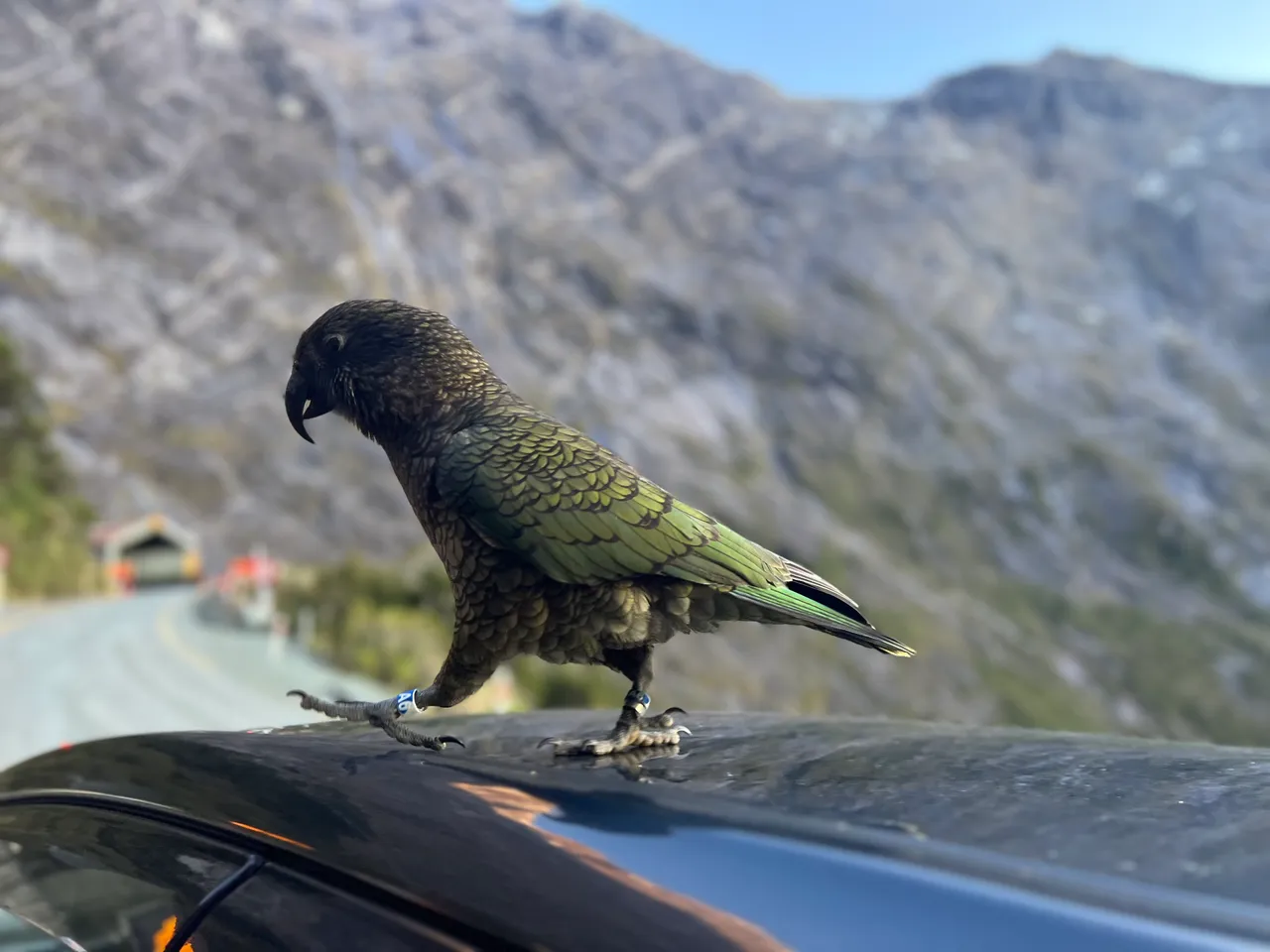 Milford Road, Fiordland - Southland, New Zealand - Credit Great South (5)