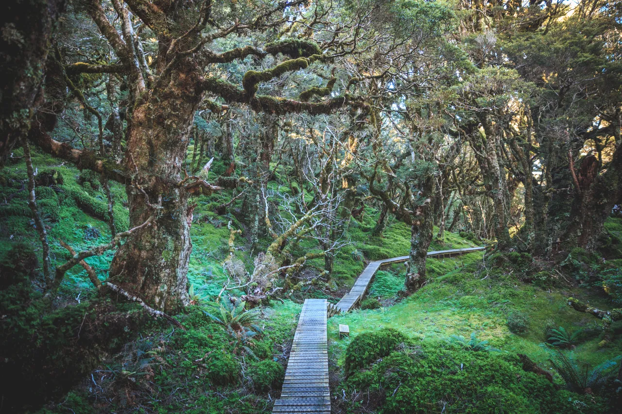 Hump Ridge Track - Southland, New Zealand - Credit Liz Carlson (173)