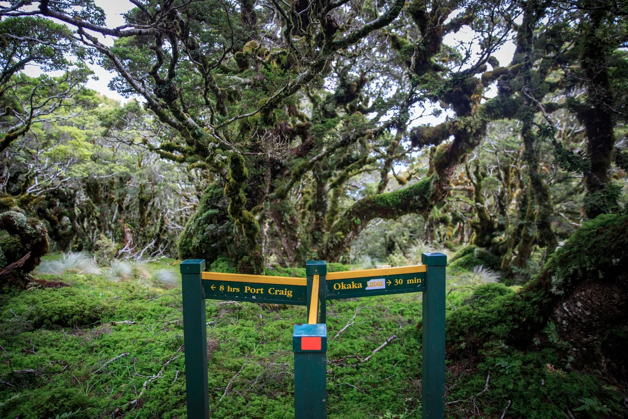 Hump Ridge Track - Southland, New Zealand - Credit Liz Carlson (70)
