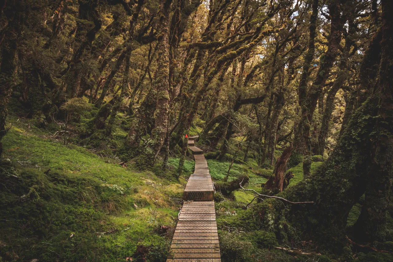 Hump Ridge Track - Southland, New Zealand - Credit Liz Carlson (65)