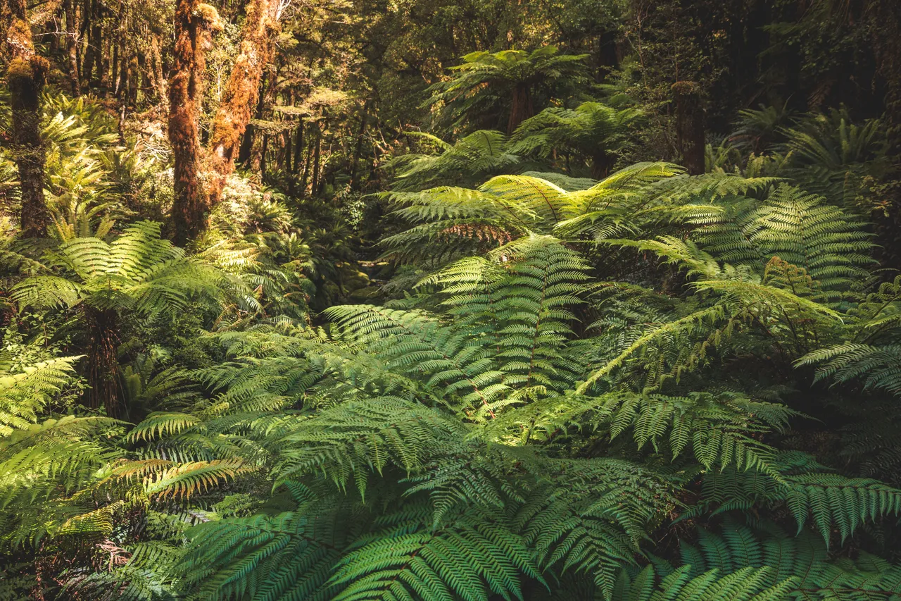 Hump Ridge Track - Southland, New Zealand - Credit Liz Carlson (41)