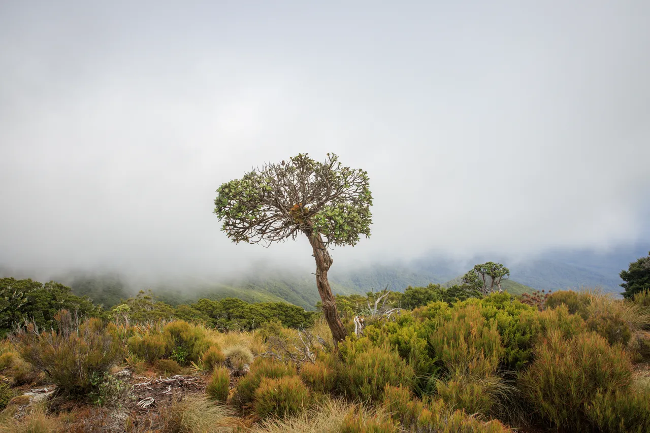 Hump Ridge Track - Southland, New Zealand - Credit Liz Carlson (80)