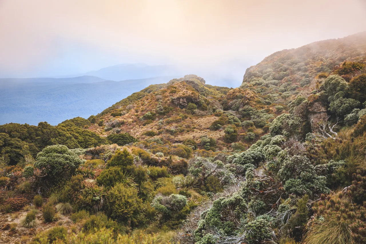 Hump Ridge Track - Southland, New Zealand - Credit Liz Carlson (82)