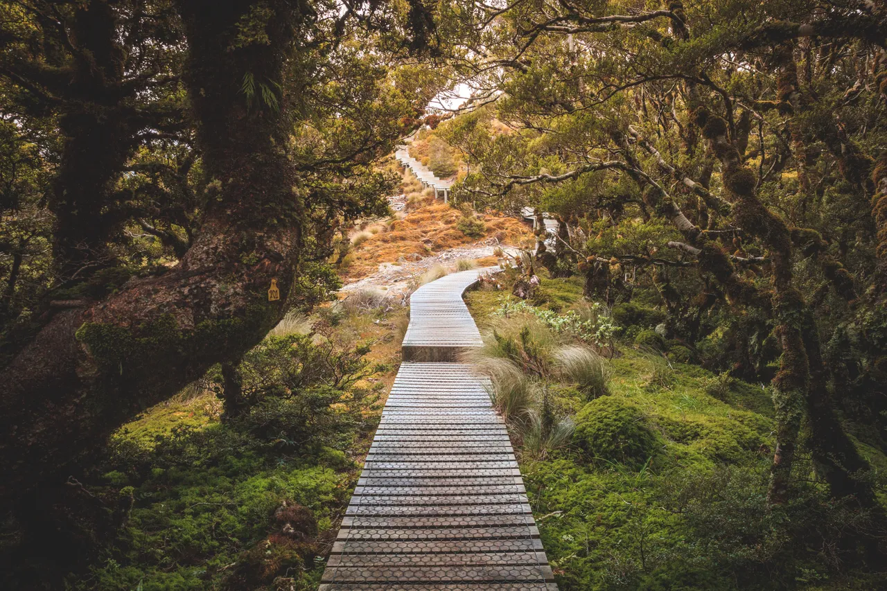 Hump Ridge Track - Southland, New Zealand - Credit Liz Carlson (71)