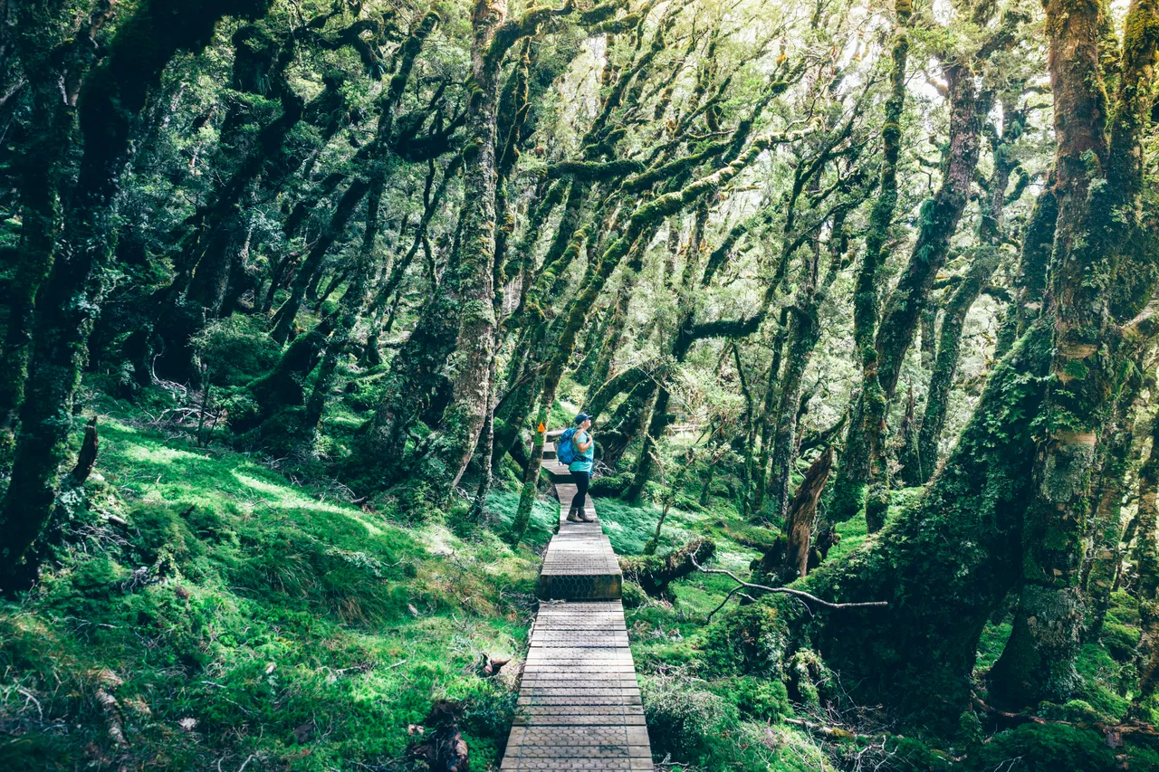 Hump Ridge Track - Southland, New Zealand - Credit Liz Carlson (67)