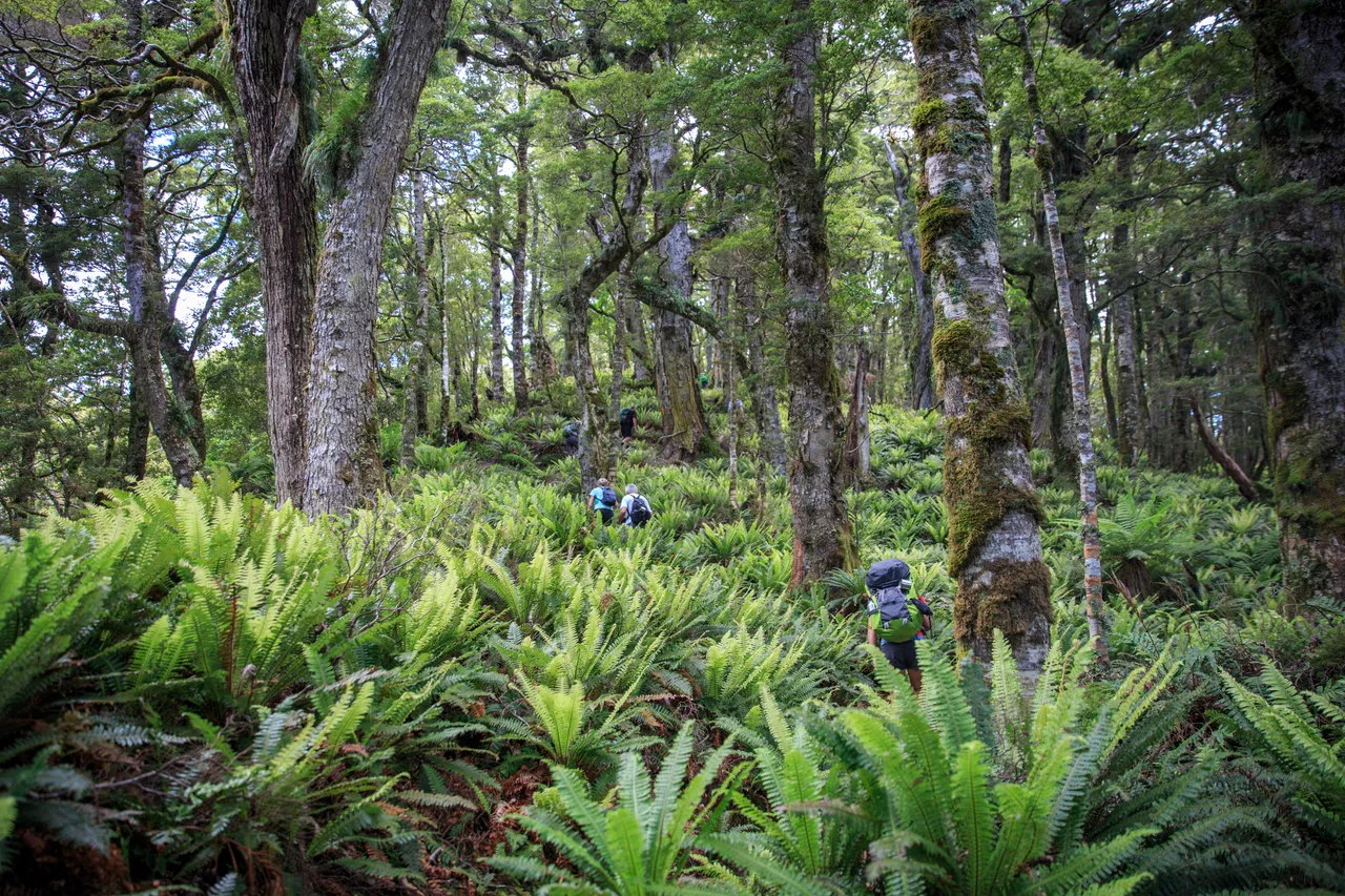 Hump Ridge Track - Southland, New Zealand - Credit Liz Carlson (49)