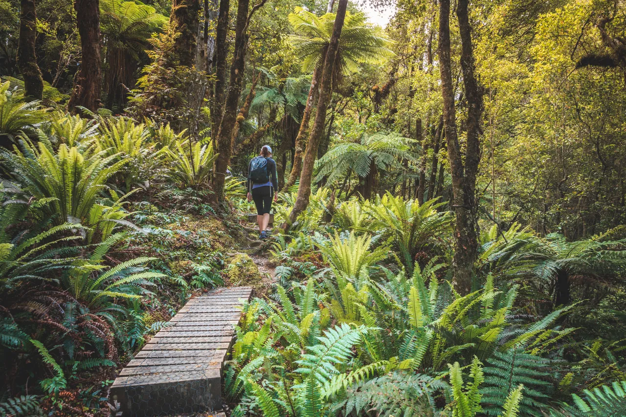 Hump Ridge Track - Southland, New Zealand - Credit Liz Carlson (45)