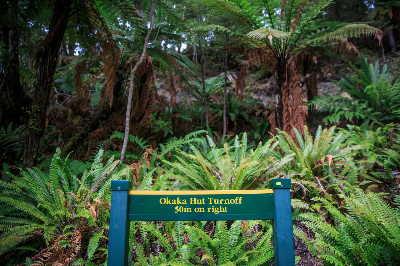 Hump Ridge Track - Southland, New Zealand - Credit Liz Carlson (28)