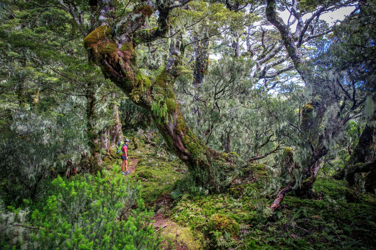 Hump Ridge Track - Southland, New Zealand - Credit Liz Carlson (51)