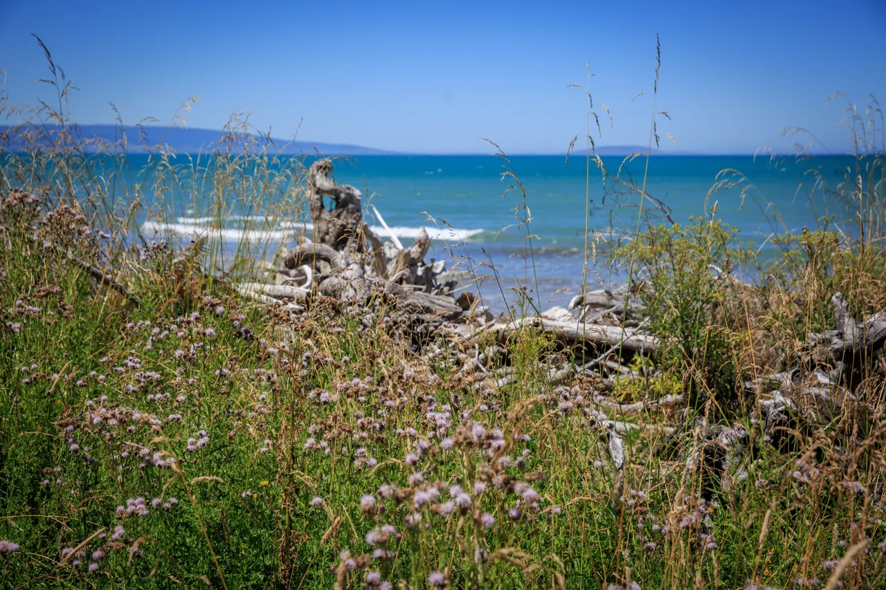 Hump Ridge Track - Southland, New Zealand - Credit Liz Carlson (217)