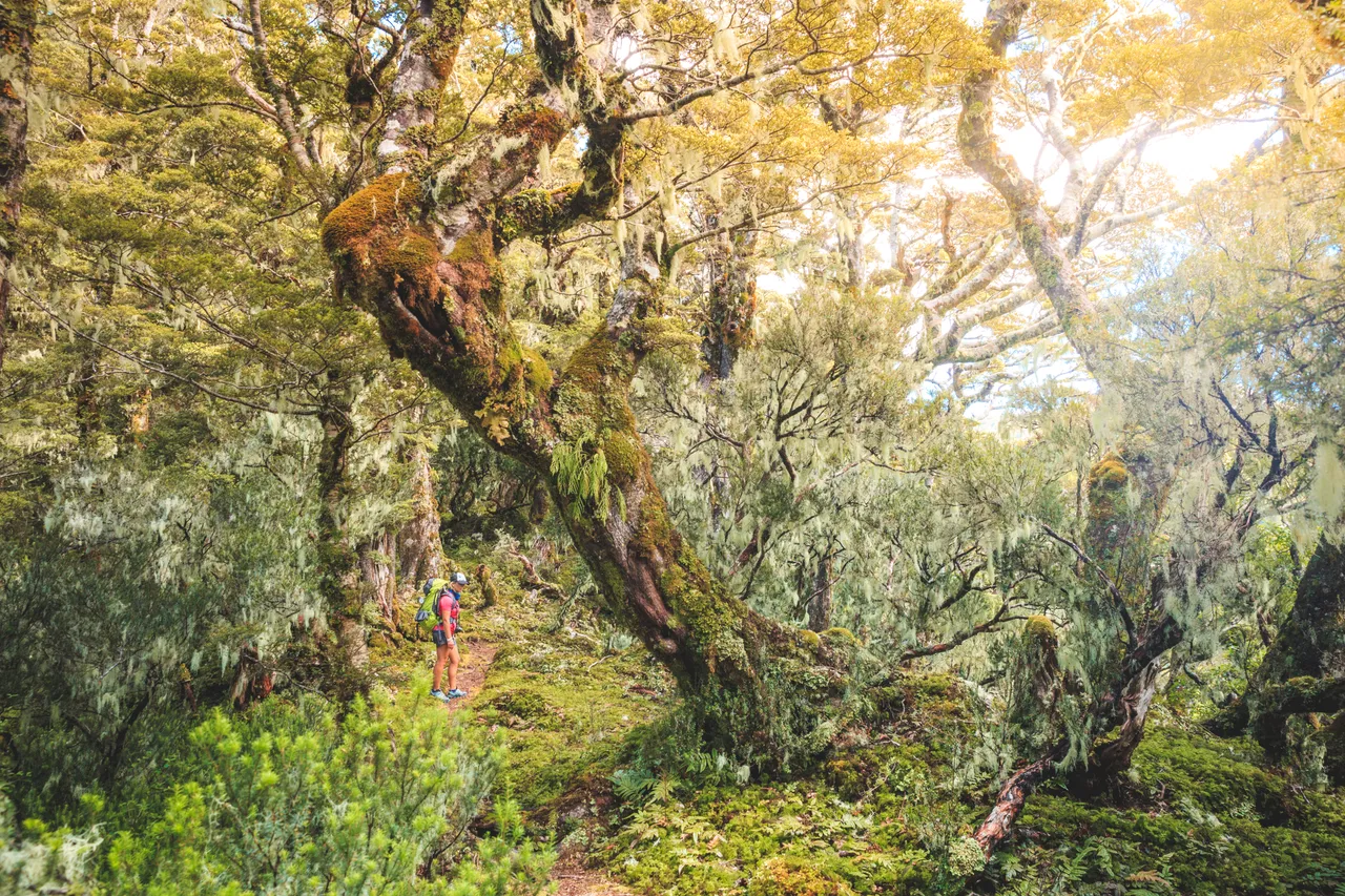 Hump Ridge Track - Southland, New Zealand - Credit Liz Carlson (52)