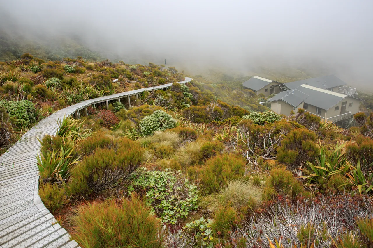 Hump Ridge Track - Southland, New Zealand - Credit Liz Carlson (92)