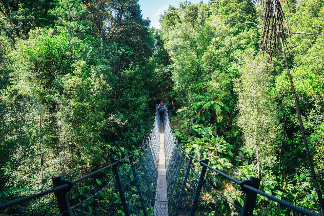 Hump Ridge Track - Southland, New Zealand - Credit Liz Carlson (187)