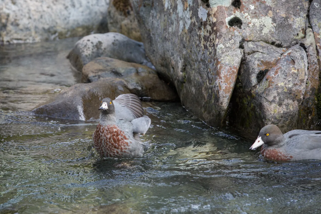 Whio in Milford Sound - Southland, New Zealand - Credit Liz Carlson (12)