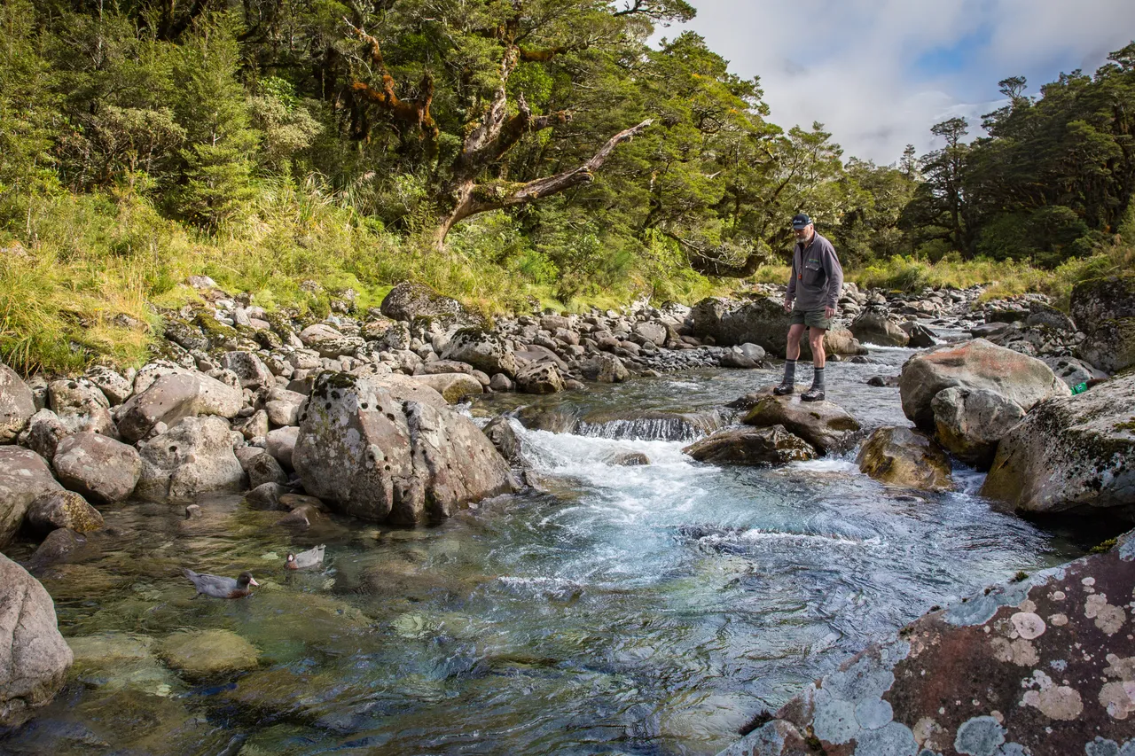 Whio in Milford Sound - Southland, New Zealand - Credit Liz Carlson (17)