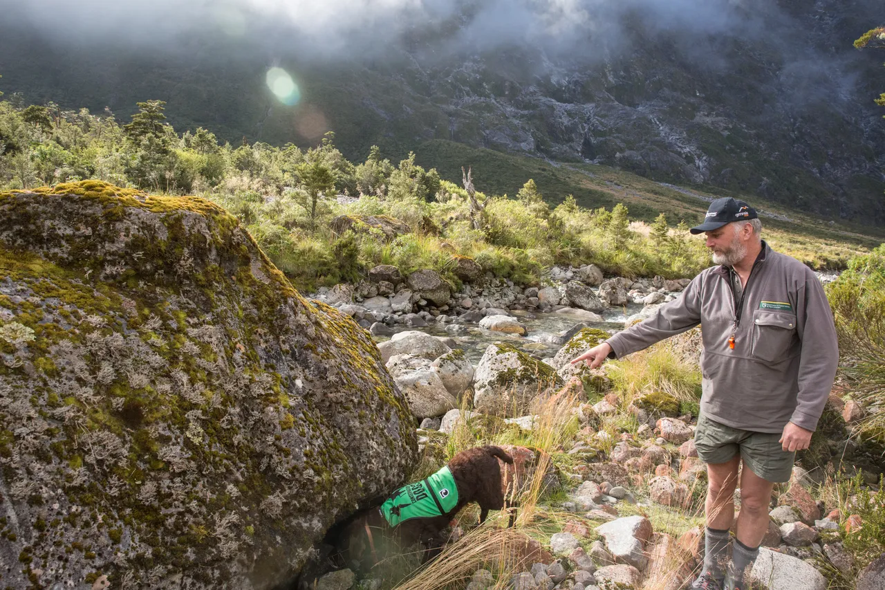 Whio in Milford Sound - Southland, New Zealand - Credit Liz Carlson (10)