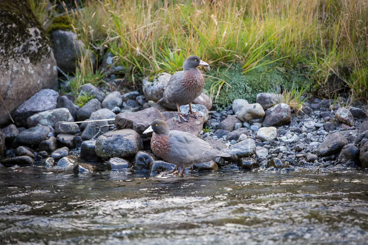 Whio in Milford Sound - Southland, New Zealand - Credit Liz Carlson (6)